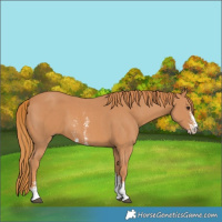 Horse Color:Chestnut Sabino 