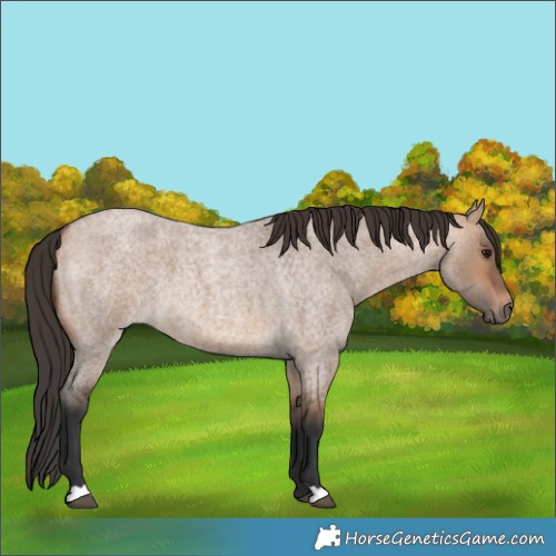 Horse Color:Bay Roan Dun 