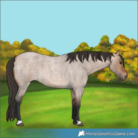 Horse Color:Bay Roan Dun 