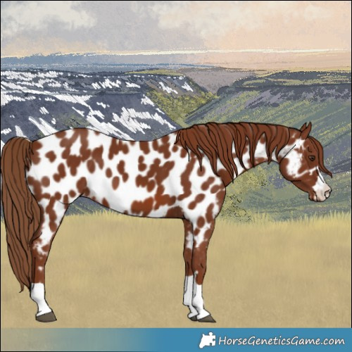 Horse Color:Chestnut Near Leopard 