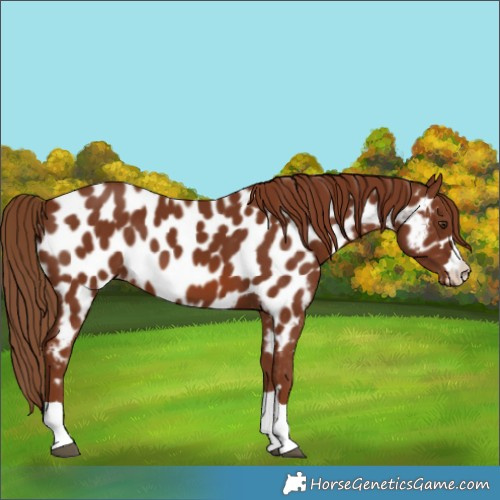 Horse Color:Chestnut Appaloosa 