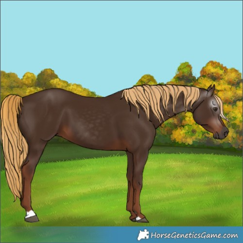 Horse Color:Gray Chestnut