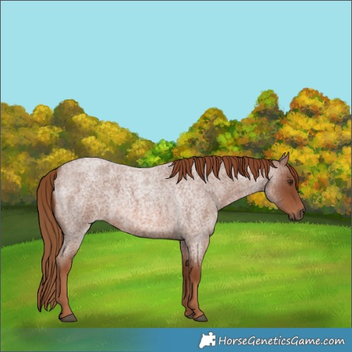 Horse Color:Red Roan 