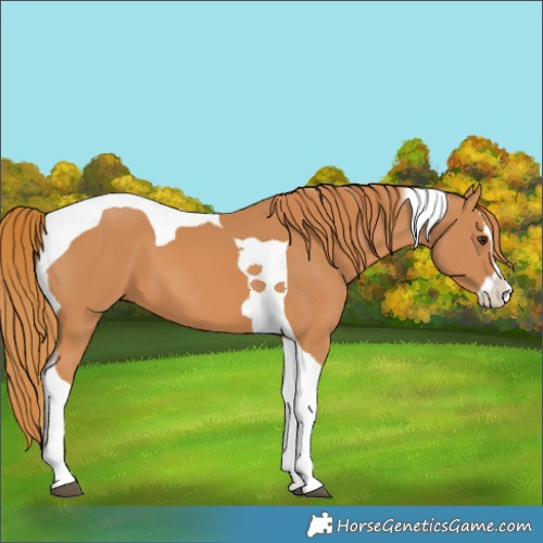 Horse Color:Chestnut Splash Tobiano 