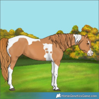 Horse Color:Chestnut Splash Tobiano