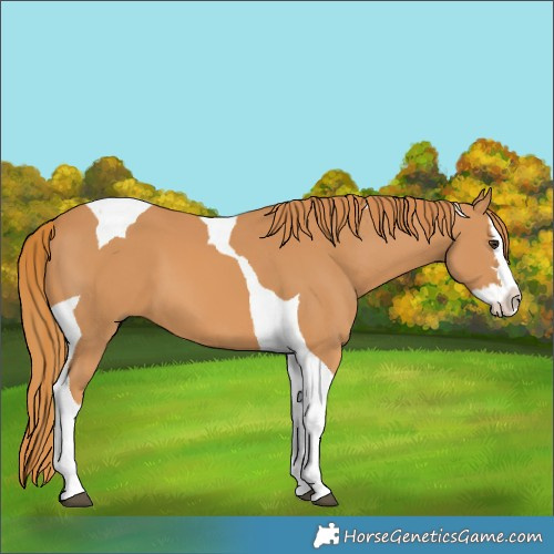 Horse Color:Chestnut Splash Tobiano 