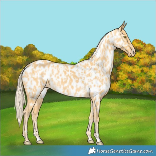 Horse Color:Palomino Appaloosa and Palomino Appaloosa