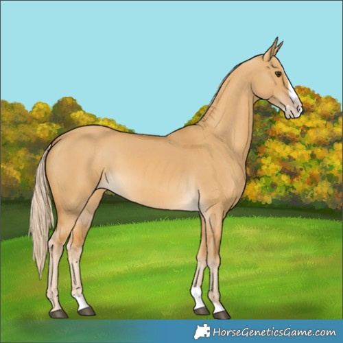 Horse Color:Palomino Dun Splash