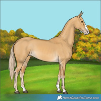 Horse Color:Palomino Dun Splash 