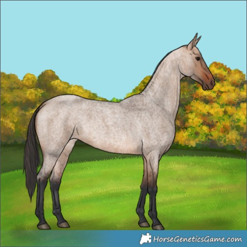 Horse Color:Bay Roan Dun 
