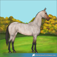 Horse Color:Bay Roan Dun 