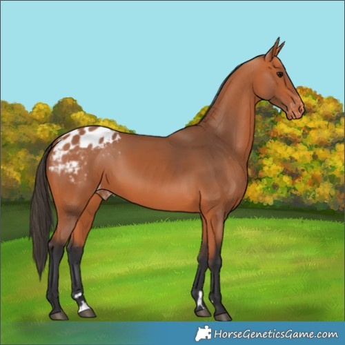 Horse Color:Bay Appaloosa 