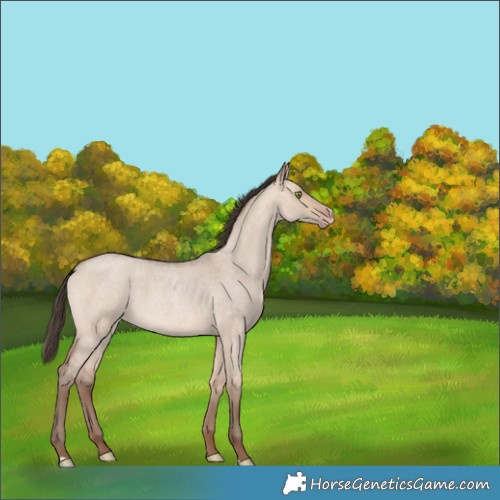 Horse Color:Amber Champagne Roan Dun