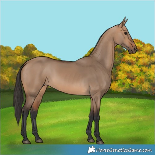 Horse Color:Bay Dun