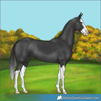 Horse Color:Black Splash