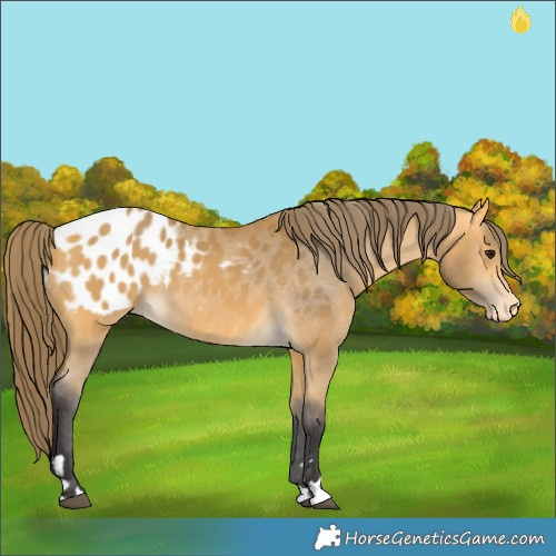 Horse Color:Buckskin Appaloosa