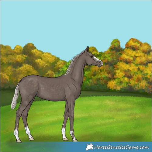 Horse Color:Silver Black 