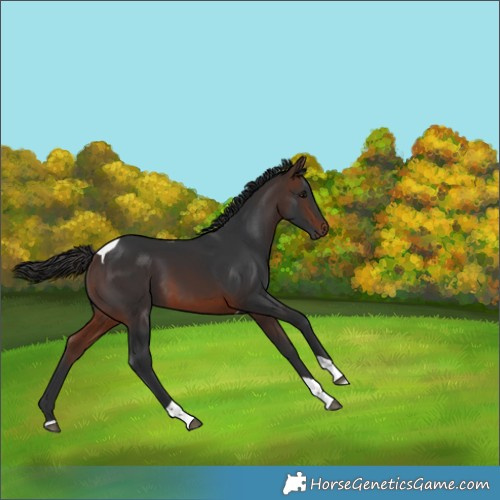 Horse Color:Brown Tobiano 
