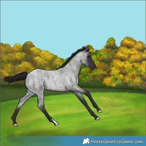 Horse Color:Smoky Blue Roan 