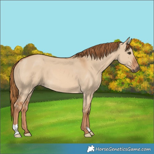 Horse Color:Red Dun 