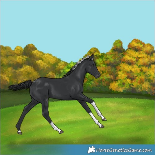 Horse Color:Black Tobiano Appaloosa 