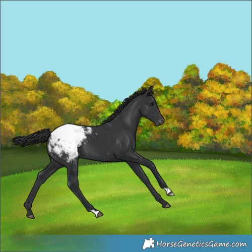 Horse Color:Black Appaloosa 