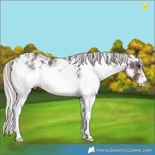 Horse Color:White Spotted Silver Brown 