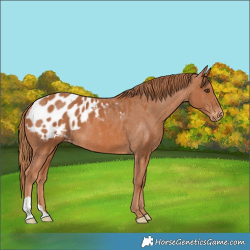Horse Color:Chestnut Blanket 