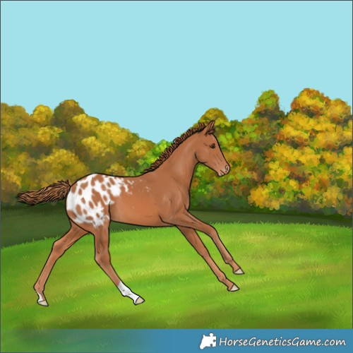 Horse Color:Chestnut Appaloosa 