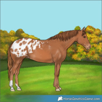 Horse Color:Chestnut Appaloosa 
