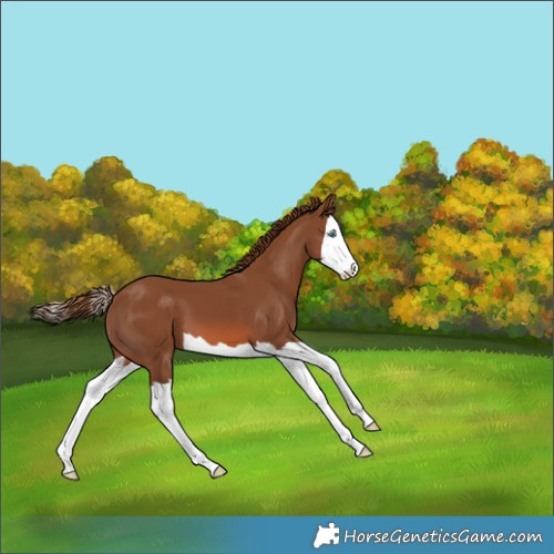 Horse Color:Chestnut Splash 