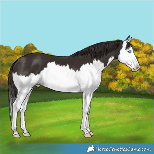 Horse Color:Liver Chestnut Splash 