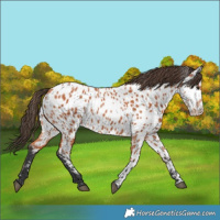 Horse Color:Bay Near Leopard