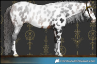 Horse Color:Bay Near Leopard