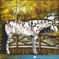 Horse Color:Brown Onyx Near Leopard