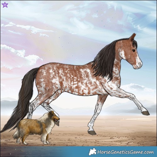 Horse Color:Bay Sabino Rabicano and Bay Sabino