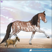 Horse Color:Bay Sabino Rabicano and Bay Sabino