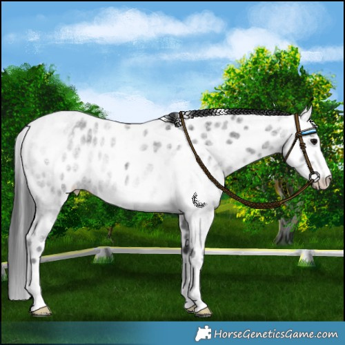 Horse Color:Blue Roan Appaloosa 