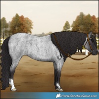 Horse Color:Smoky Blue Roan