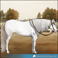 Horse Color:Smoky Creme Roan 