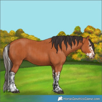 Horse Color:Bay  and Bay Splash 