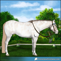 Horse Color:Perlino Roan Onyx Near Leopard 