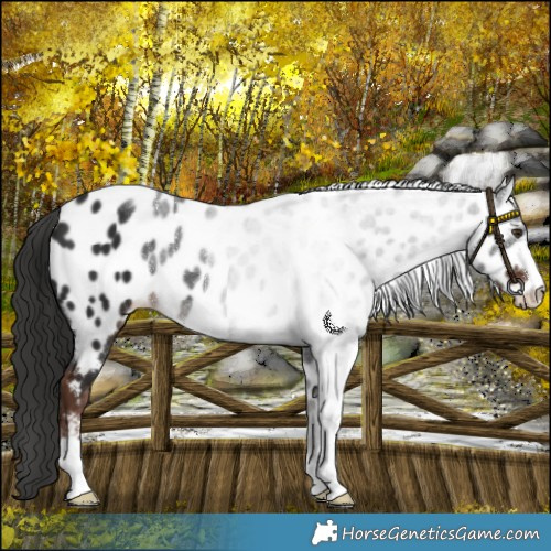 Horse Color:Liver Chestnut Near Leopard 