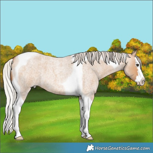 Horse Color:Silver Bay Roan Dun Splash Tobiano 