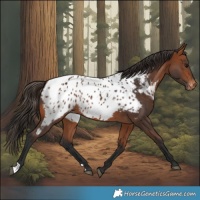 Horse Color:Bay Appaloosa