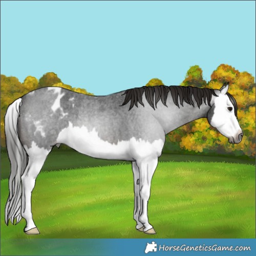 Horse Color:Gray Brown Roan Splash Appaloosa 