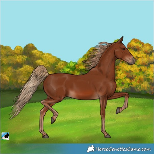 Horse Color:Chestnut 