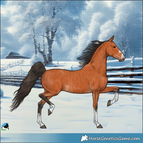 Horse Color:Bay and Bay
