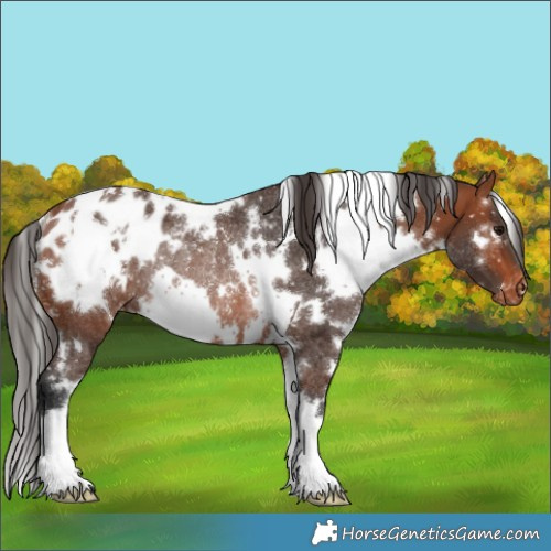 Horse Color:White Spotted Bay Appaloosa Rabicano