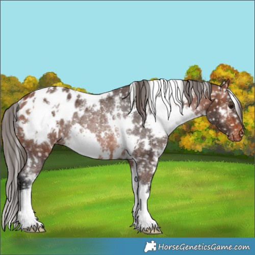 Horse Color:White Spotted Bay Appaloosa Rabicano 